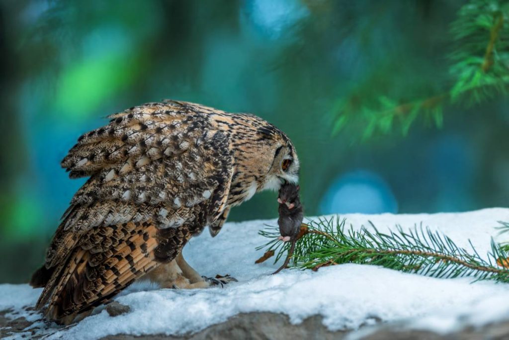 Owl preying on rat in natural food chain
