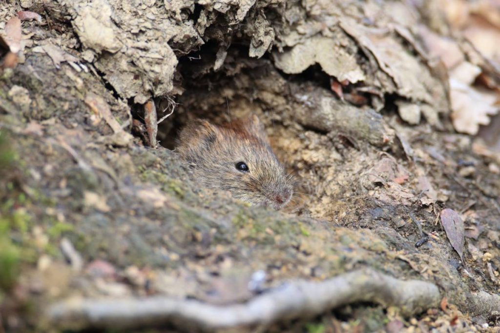 Brown rat in ecosystem