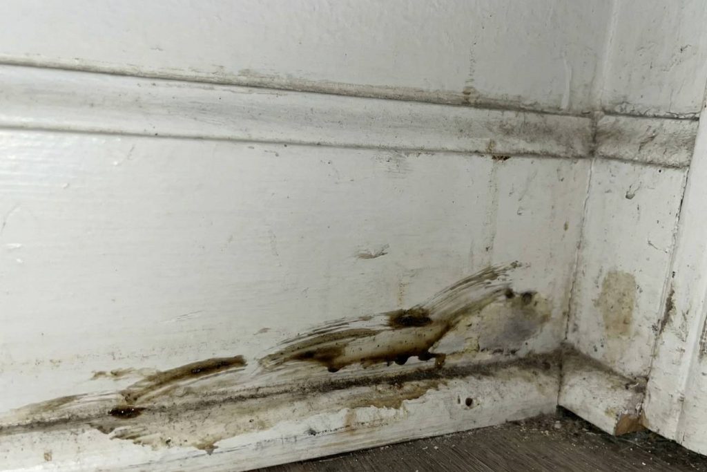 Identifying mouse rub marks to locate high-traffic areas
