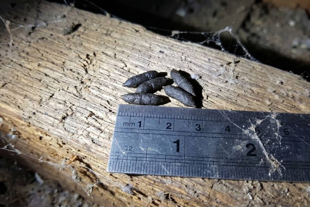 Roof rat droppings in ceiling cavity Brisbane home infestation sign